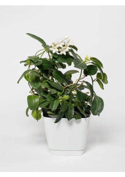 Videolu Canlı Hediyelik 1 Adet Kokulu Gardenya Çiçeği 30-45 cm Saksılı (Gardenia Flower)