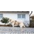 Köpek Sırt Tasması Kaçış Önleyici 64CM - 100CM 5