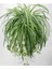 Videolu 1 Adet Kurdela Çiçeği Fidanı 40-60CM Saksılı (Ribbon Flower Seedling) 1