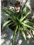 Videolu 1 Adet Kurdela Çiçeği Fidanı 40-60CM Saksılı (Ribbon Flower Seedling) 2