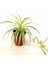 Videolu 1 Adet Kurdela Çiçeği Fidanı 40-60CM Saksılı (Ribbon Flower Seedling) 3