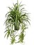 Videolu 1 Adet Kurdela Çiçeği Fidanı 40-60CM Saksılı (Ribbon Flower Seedling) 4