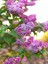 Videolu Leylak Fidanı 4 Adet 60-80 cm Saksılı/tüplü Çiçekli Bodur Bitkiler Lilac 3