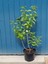 Videolu Muhteşem Kokulu 1 Adet Leylak Ağacı Fidanı 70-115CM Saksılıtüplü (Leilac Tree Sapling) 3