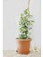 Videolu Arap Yasemin 40-60 cm Saksılı/tüplü Dış Mekan Sarmaşık Bitkileri Arabian Jasmine 3