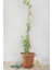 Videolu Arap Yasemin 40-60 cm Saksılı/tüplü Dış Mekan Sarmaşık Bitkileri Arabian Jasmine 1