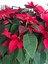 Videolu Kırmızı Renk Atatürk Çiçeği 1 Adet Saksılı 40-70CM Ofis Çiçeği (Poinsettia) 2