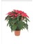 Videolu Kırmızı Renk Atatürk Çiçeği 1 Adet Saksılı 40-70CM Ofis Çiçeği (Poinsettia) 3