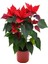 Videolu Kırmızı Renk Atatürk Çiçeği 1 Adet Saksılı 40-70CM Ofis Çiçeği (Poinsettia) 4