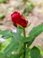 Videolu 1 Adet Renkli Anneler Günü Için Hediyelik Gül Çiçekli Bodur Bitkiler (Flower) 1