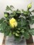 Videolu 1 Adet Renkli Anneler Günü Için Hediyelik Gül Çiçekli Bodur Bitkiler (Flower) 2