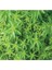 Videolu Limon Melisa Fidanı 40-60 cm Saksılı Çiçekli Bodur Bitkiler Lemon Balm 2
