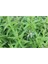 Videolu Limon Melisa Fidanı 40-60 cm Saksılı Çiçekli Bodur Bitkiler Lemon Balm 3