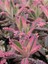 Serada Decor Plant Videolu Pembe Aşkın Gözyaşı 1 Adet Saksılı 10-15CM Kaktüs ve Sukulent (Kalanchoe Daigremontiana) 3