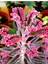 Serada Decor Plant Videolu Pembe Aşkın Gözyaşı 1 Adet Saksılı 10-15CM Kaktüs ve Sukulent (Kalanchoe Daigremontiana) 5