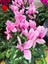 Videolu Pembe Sıklamen Çiçeği Fidanı 30-45 cm Saksılı Çiçekli Bodur Bitkiler Pink Cyclamen 1