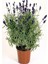 Serada Decor Plant Videolu Şahane Kokulu 5 Adet Lavanta Çiçeği Fidanı 40-60CM Saksılı (Lavander) 3