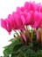 Videolu Pembe Renk Sıklamen Çiçeği 1 Adet Saksılı 20-30 cm Salon Bitkisi (Cyclamen) 1