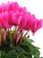 Videolu Pembe Renk Sıklamen Çiçeği 1 Adet Saksılı 20-30 cm Salon Bitkisi (Cyclamen) 2