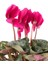 Videolu Pembe Renk Sıklamen Çiçeği 1 Adet Saksılı 20-30 cm Salon Bitkisi (Cyclamen) 4