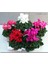Videolu Pembe Renk Sıklamen Çiçeği 1 Adet Saksılı 20-30 cm Salon Bitkisi (Cyclamen) 5
