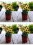 Videolu Sarı Bodrum Papatyası Çiçeği Fidanı 4 Adet Saksılı 20-40 cm (Yellow Bodrum Daisy) 1