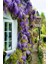 Videolu Mor Salkım 45-60 cm Saksılı/tüplü Dış Mekan Bodur Bitkiler Wisteria 2