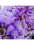 Videolu Mor Salkım 45-60 cm Saksılı/tüplü Dış Mekan Bodur Bitkiler Wisteria 3
