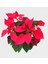 Atatürk Çiçeği Poinsetya 35 cm Hediyelik Ofis Bitkisi 3