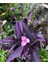 Videolu Mor Renkli 1 Adet Telgraf Çiçeği 15-30CM Saksılı (Black Love Flower) 2
