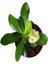Videolu Sarı Çiçekli Milli Dikenler Tacı Mini Saksıda 1 Adet 5-10 cm Iç/dış Mekan Bitki (Euphorbia) 3