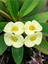 Videolu Sarı Çiçekli Milli Dikenler Tacı Mini Saksıda 1 Adet 5-10 cm Iç/dış Mekan Bitki (Euphorbia) 4