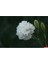 Videolu Kokulu Beyaz Karanfil Çiçeği Fidanı 35-50CM Saksılı Çiçekli Bodur Bitkiler White Carnation 2