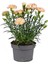 Videolu Kokulu Beyaz Karanfil Çiçeği Fidanı 35-50CM Saksılı Çiçekli Bodur Bitkiler White Carnation 4