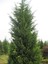 Videolu Özel Tür 1 Adet Leylandi Fidanı 30-60 cm Saksılıtüplü (Leyland Sapling) 2
