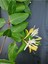 Videolu Sarı Beyaz Hanımeli Çiçeği 1 Adet Saksılı/tüplü 90-120 cm Bahçe Bitkisi(Lonicera Japonica) 4