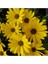 Videolu Sarı Bodrum Papatyası Çiçeği 1 Adet Saksılı 20- 40 cm (Dimorphotheca Ecklonis) 2