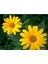 Videolu Sarı Bodrum Papatyası Çiçeği 1 Adet Saksılı 20- 40 cm (Dimorphotheca Ecklonis) 3