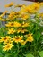 Videolu Sarı Bodrum Papatyası Çiçeği 1 Adet Saksılı 20- 40 cm (Dimorphotheca Ecklonis) 4