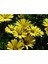 Videolu Sarı Bodrum Papatyası Çiçeği 1 Adet Saksılı 20- 40 cm (Dimorphotheca Ecklonis) 5