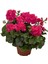 Videolu 3 Adet Karışık Renk Sakız Sardunya Çiçeği Saksılı Çiçekli Bodur Bitkiler Geranium 2