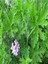 Videolu Itır Sardunya Fidanı 20-40 cm Saksılı Çiçekli Bodur Bitkiler Geranium 3