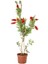 Videolu Kırmızı Fırça Çalısı Çiçeği Fidanı 1 Adet Saksılı/ Tüplü 60-80CM Bahçe Bitkisi (Callistemon) 5