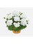 Videolu Beyaz Sakız Sardunya Çiçeği Fidanı 15-25 cm Saksılı Çiçekli Bodur Bitkiler Pelargonium 2