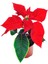 Videolu Atatürk Çiçeği Özel Gün Hediyelik Çiçek 1 Adet Saksılı 40-70CM Salon Bitkisi (Poinsettia) 3