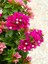 Videolu Pembe Bodur Begonvil Gelin Duvağı Çiçeği Fidanı 1 Adet Saksılı 50-70 cm (Bougainvillea) 1
