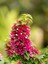 Videolu Pembe Bodur Begonvil Gelin Duvağı Çiçeği Fidanı 1 Adet Saksılı 50-70 cm (Bougainvillea) 3
