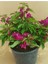 Videolu Pembe Bodur Begonvil Gelin Duvağı Çiçeği Fidanı 1 Adet Saksılı 50-70 cm (Bougainvillea) 5