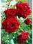 Serada Decor Plant Videolu Yediveren Kokulu 1ADET Kırmızı Gül Fidanı 45-75CM Tüplüsaksılı (Red Rose Sapling) 1