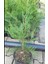 Videolu Kokulu 5 Adet Leylandi Fidanı 30-60CM Saksılıtüplü (Leyland Sapling) 3